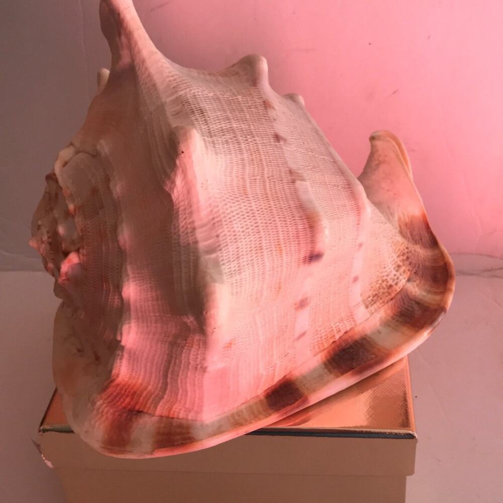 Beautiful Conk Shell - Picture 2 of 6